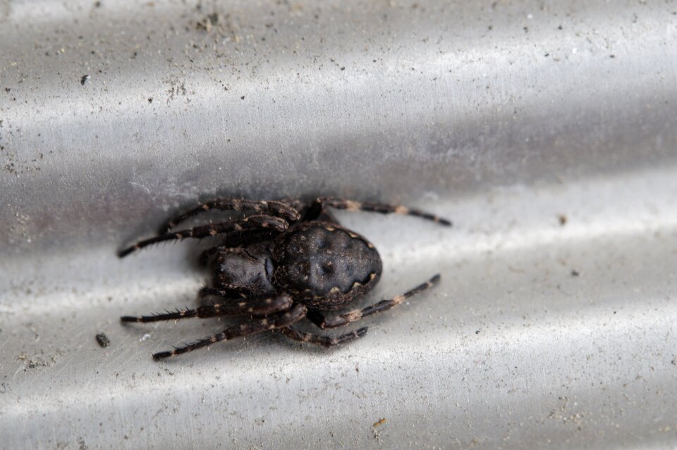 Macro arachnida legs