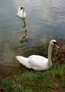 Family animals nature