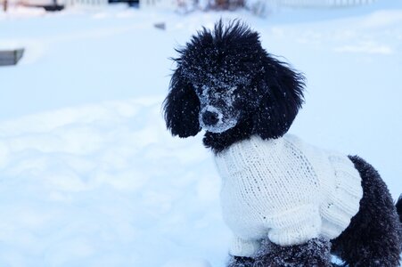 Sweater pet animal