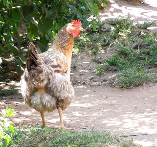 Chicken farm bird photo