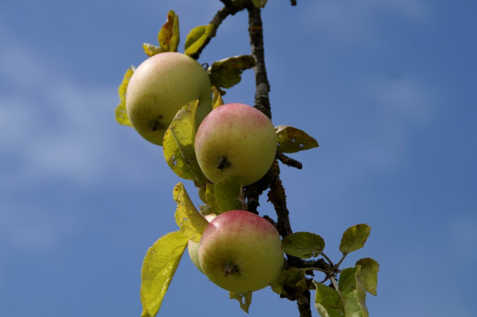 Branches fruit fresh