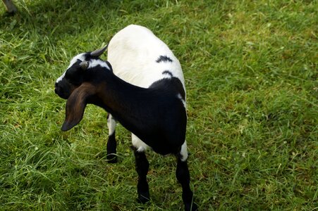 Farm domestic goat animal