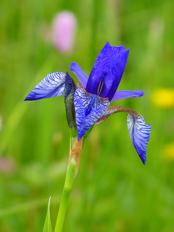 Flower plant blue violet