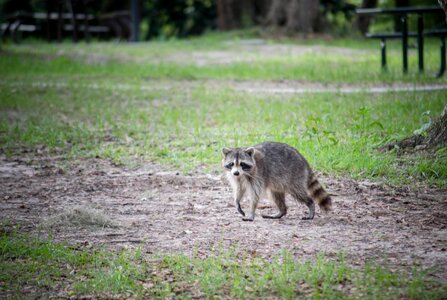 Wildlife nature wild