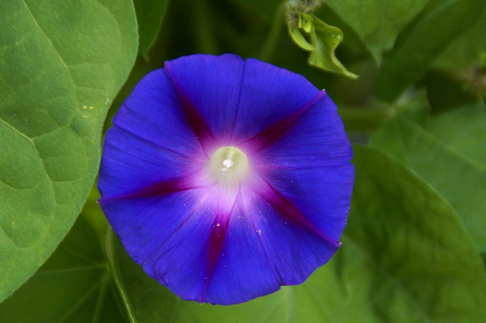 Flower blue bloom