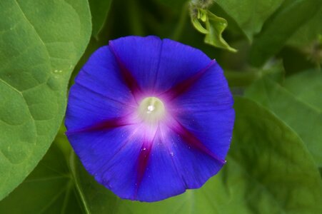 Flower blue bloom