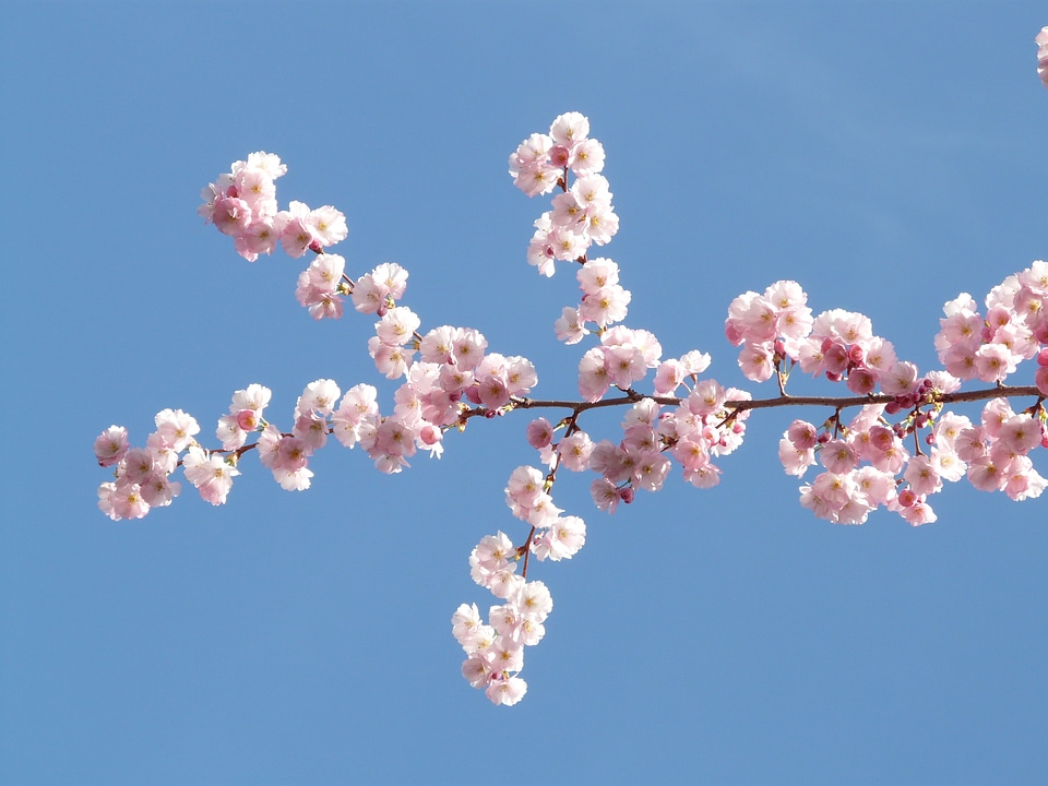 Japanese cherry trees cherry blossom blossom