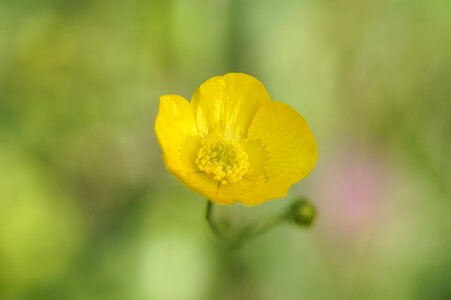 Sharp buttercup yellow flower photo