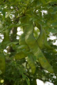 Tree tamarind carob