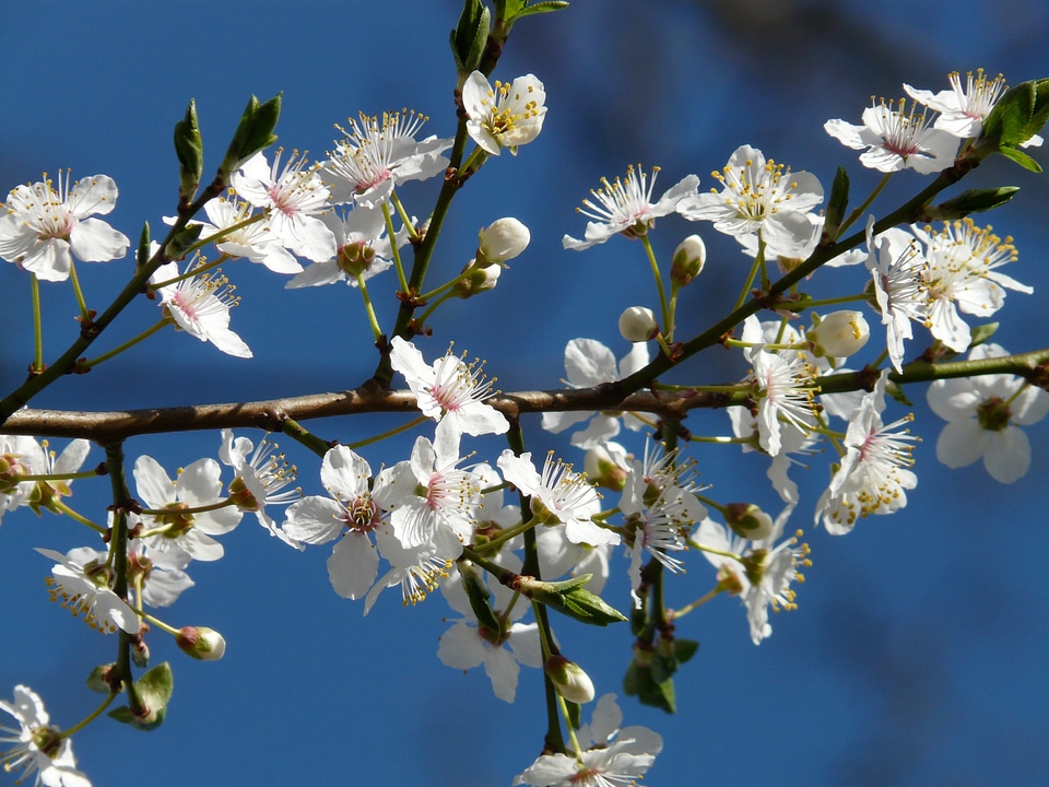 Tree branch american wildpflaume