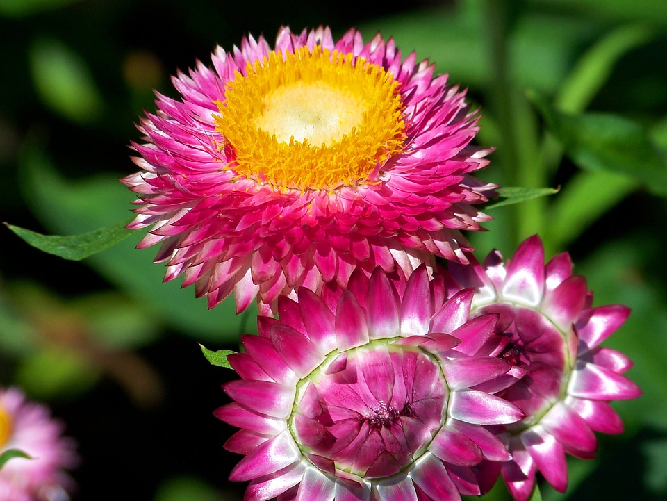 Nature spring blossom