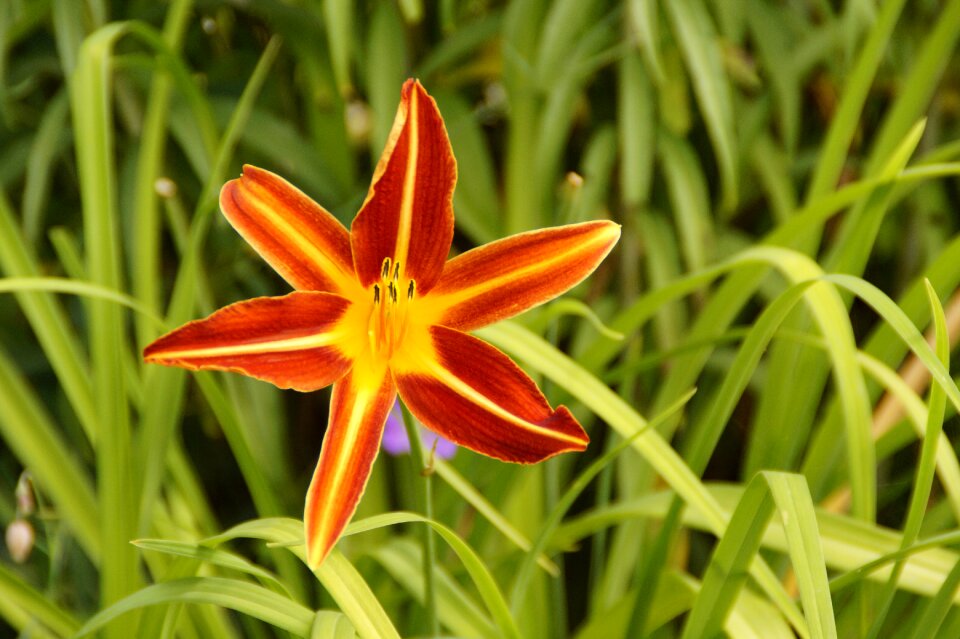 Bloom star beautiful