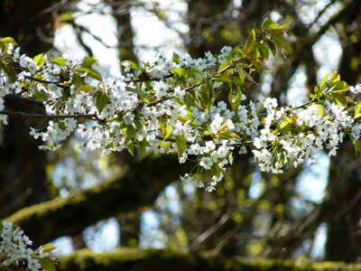White spring cherry tree photo