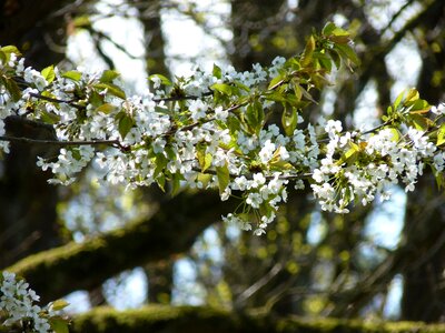 White spring cherry tree