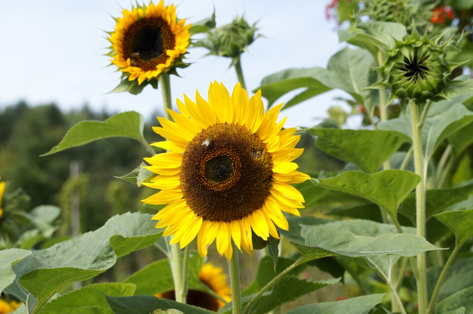 Bright garden summer