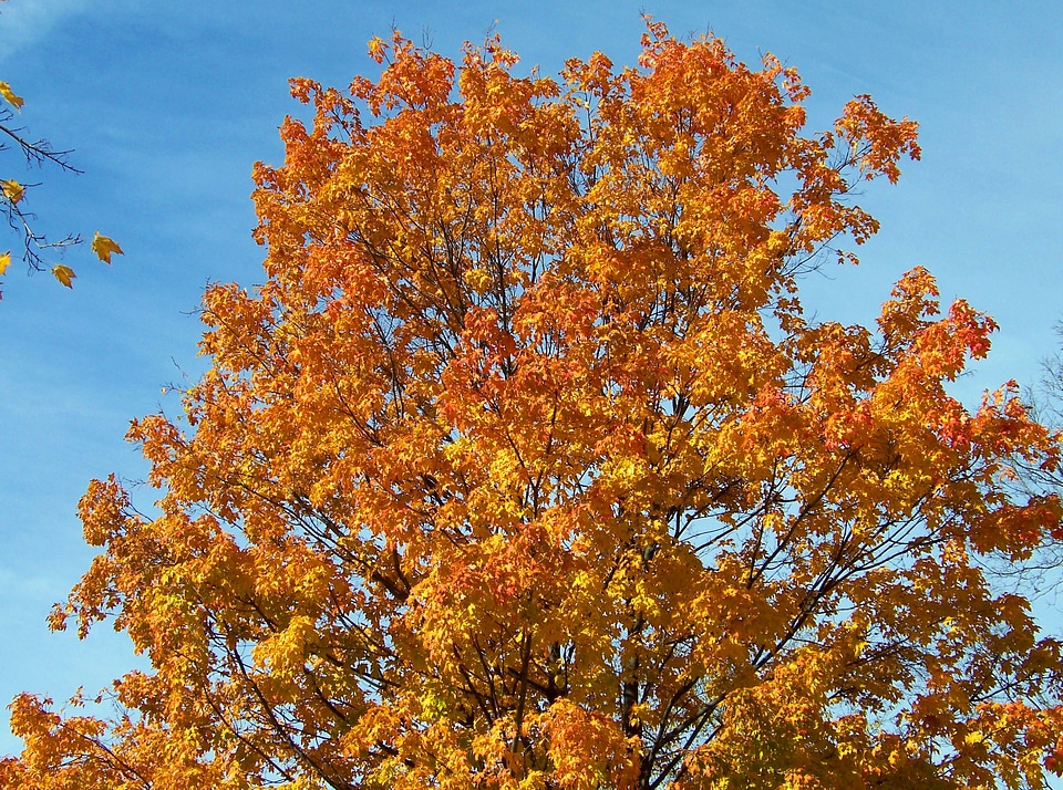 Tree leaves autumn photo