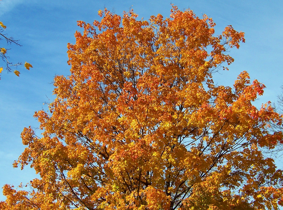 Tree leaves autumn