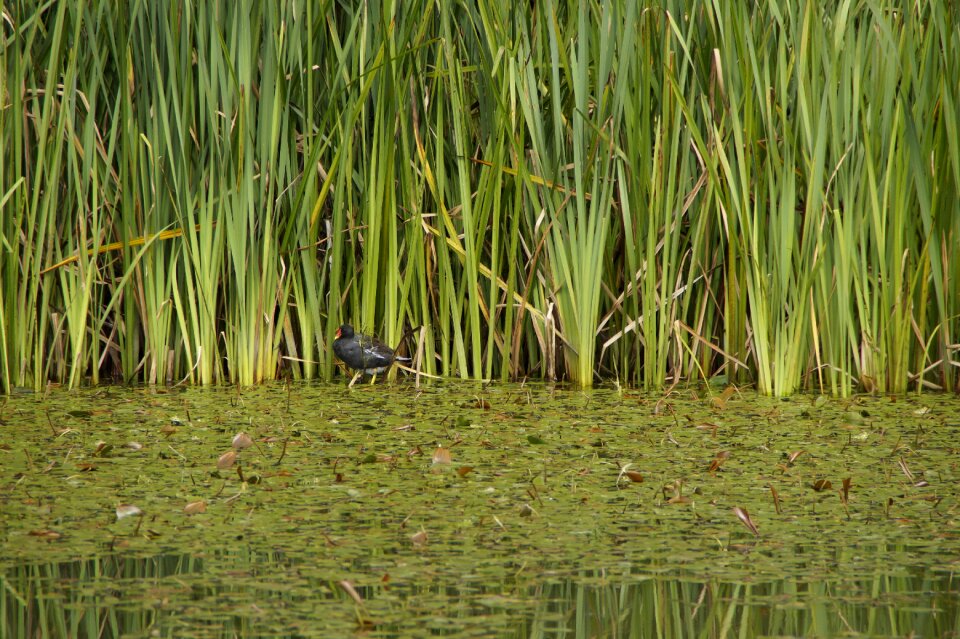 Pond fouling aquatic plants