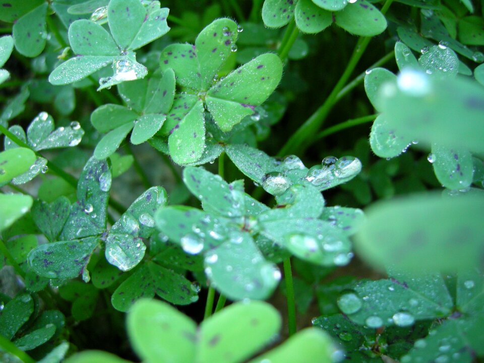 Green shamrocks red clover