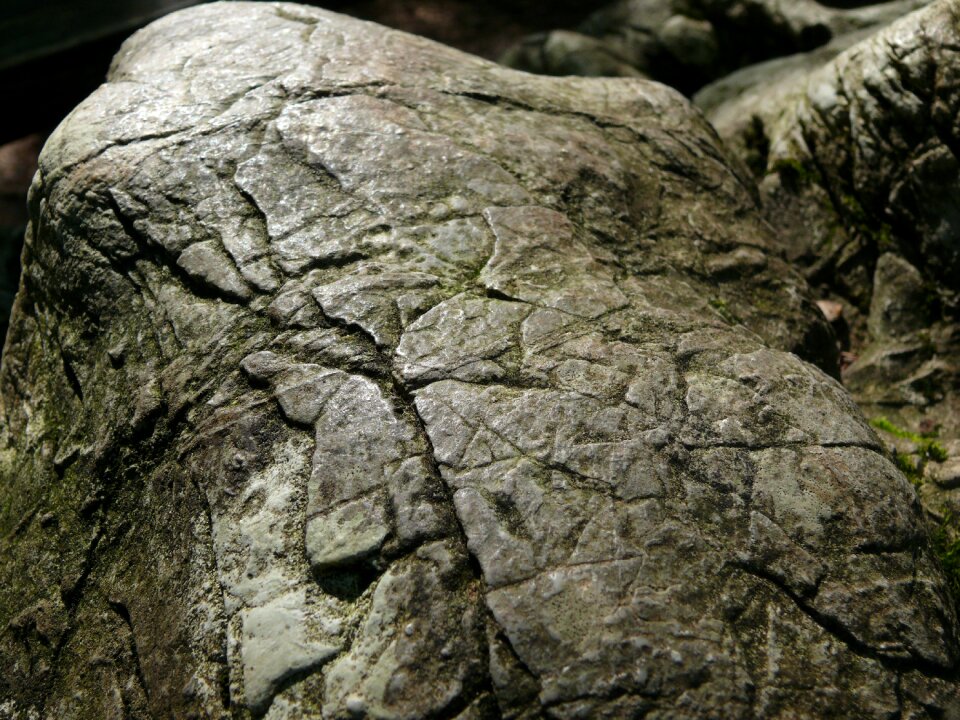 Beech hg nature forest