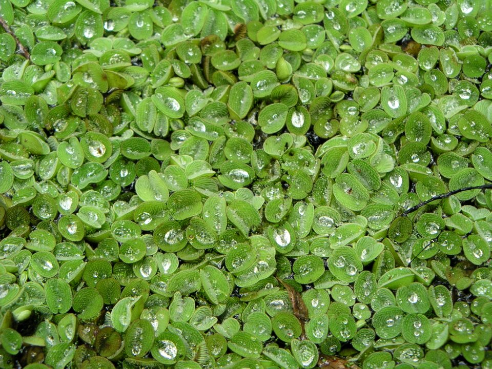 Green growth nature