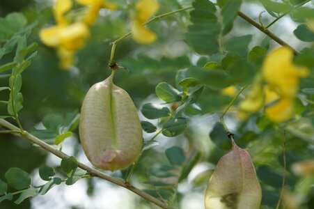 Pods close up macro