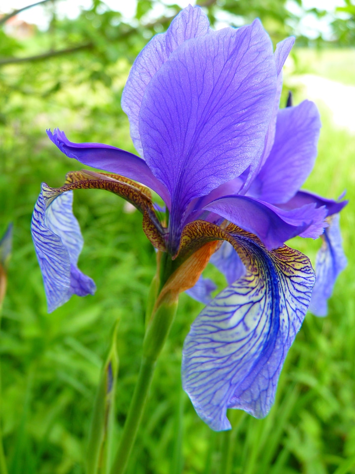 Blue bloom nature