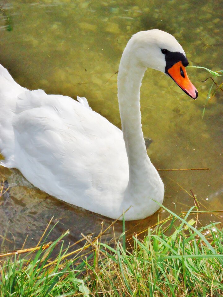 Nature pond animal