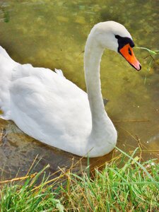 Nature pond animal