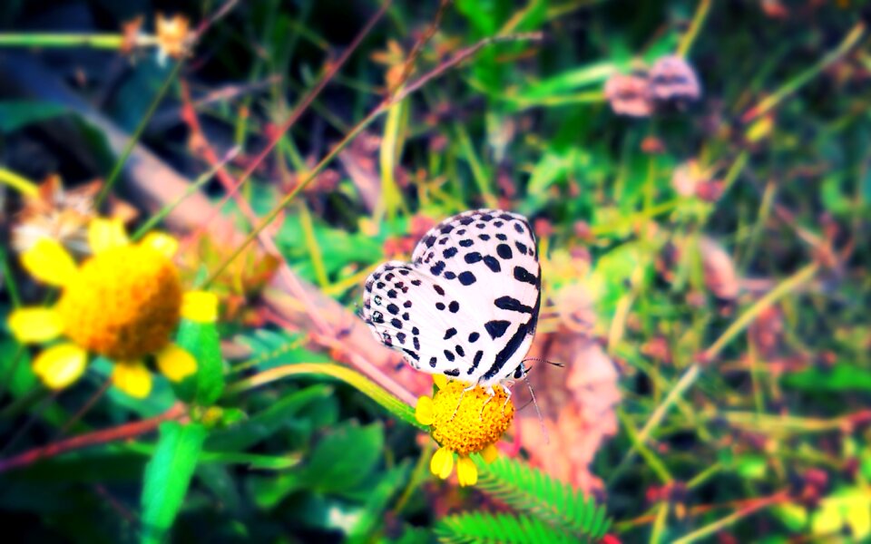 Insect wildlife green