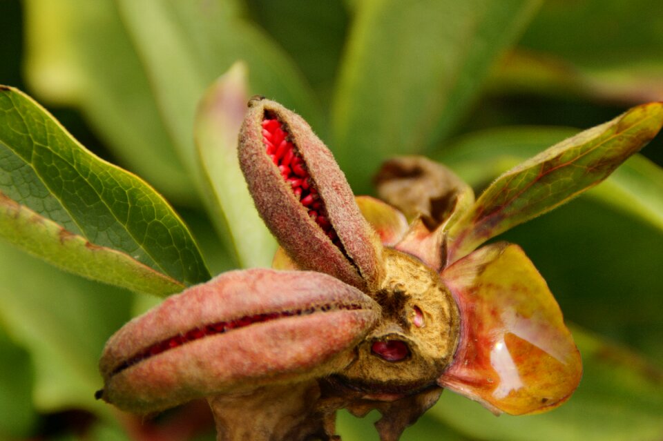 Flora botany plant