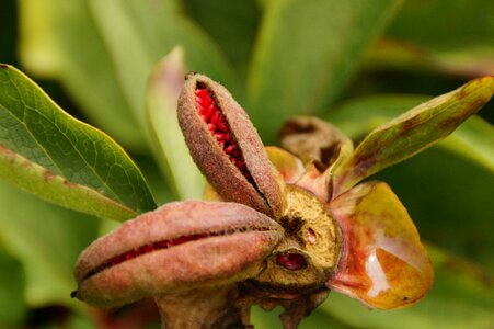 Flora botany plant