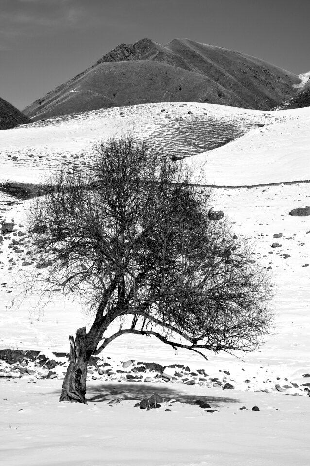 Trees nature winter