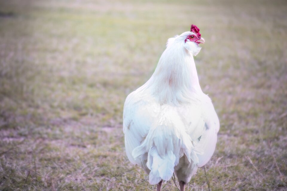 Animal poultry agriculture