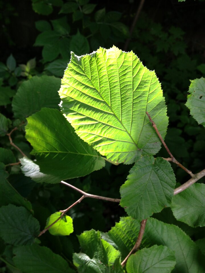 Backlighting green sun