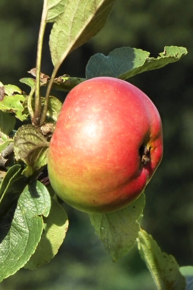 Fruit vitamins ripe