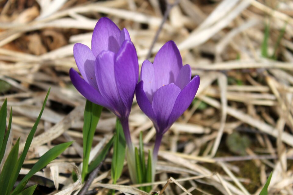 Plant lilac violet