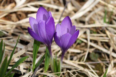 Plant lilac violet
