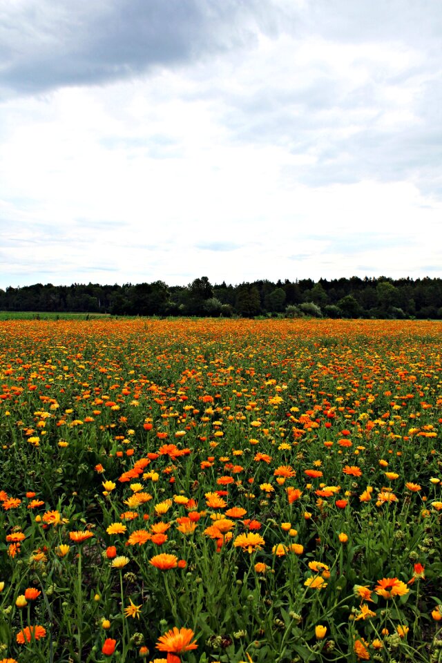 Medicinal plant summer botany