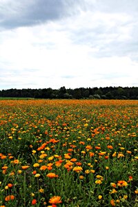 Medicinal plant summer botany