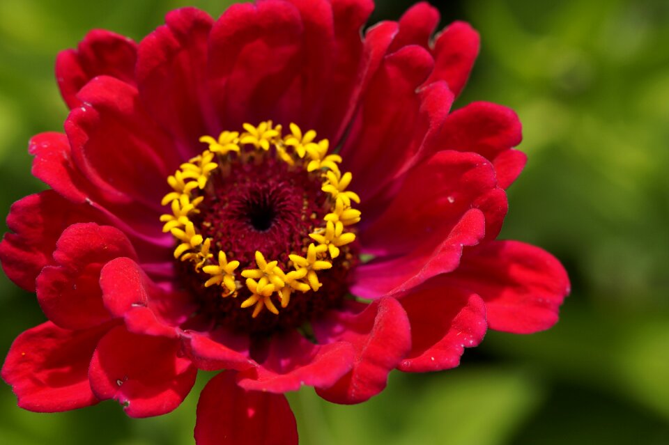 Macro flower red