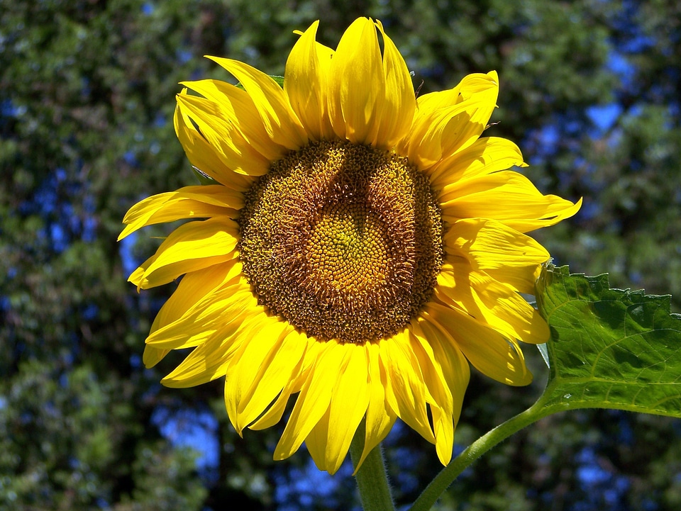 Floral agriculture blooming