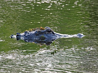 Wildlife nature reptile photo