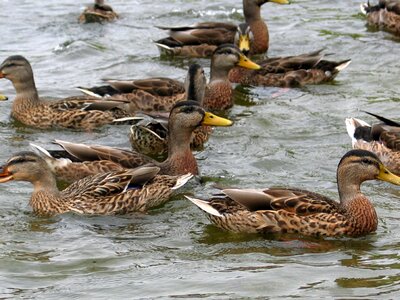 Ducks birds wild ducks