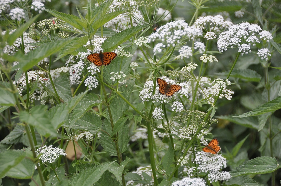 Summer insect blossom