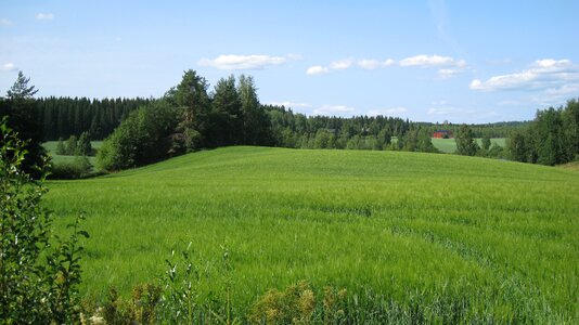 Cornfield green blue sky