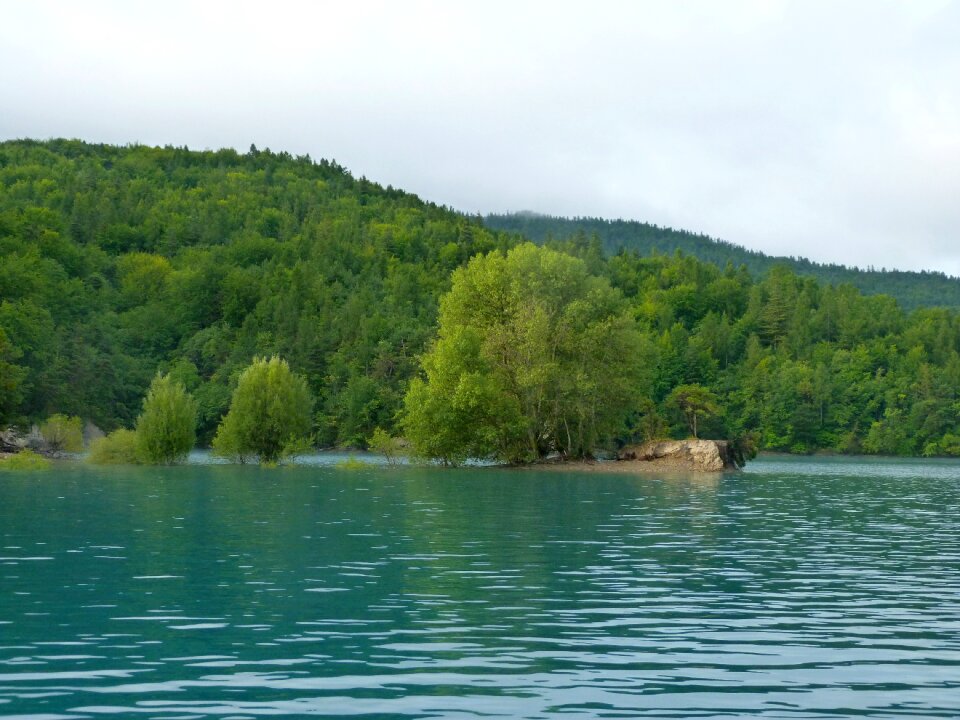 Trees immersed forest