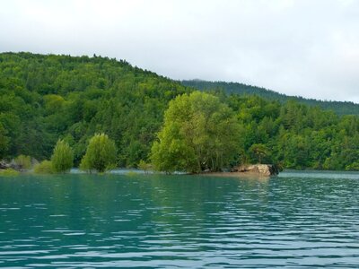 Trees immersed forest