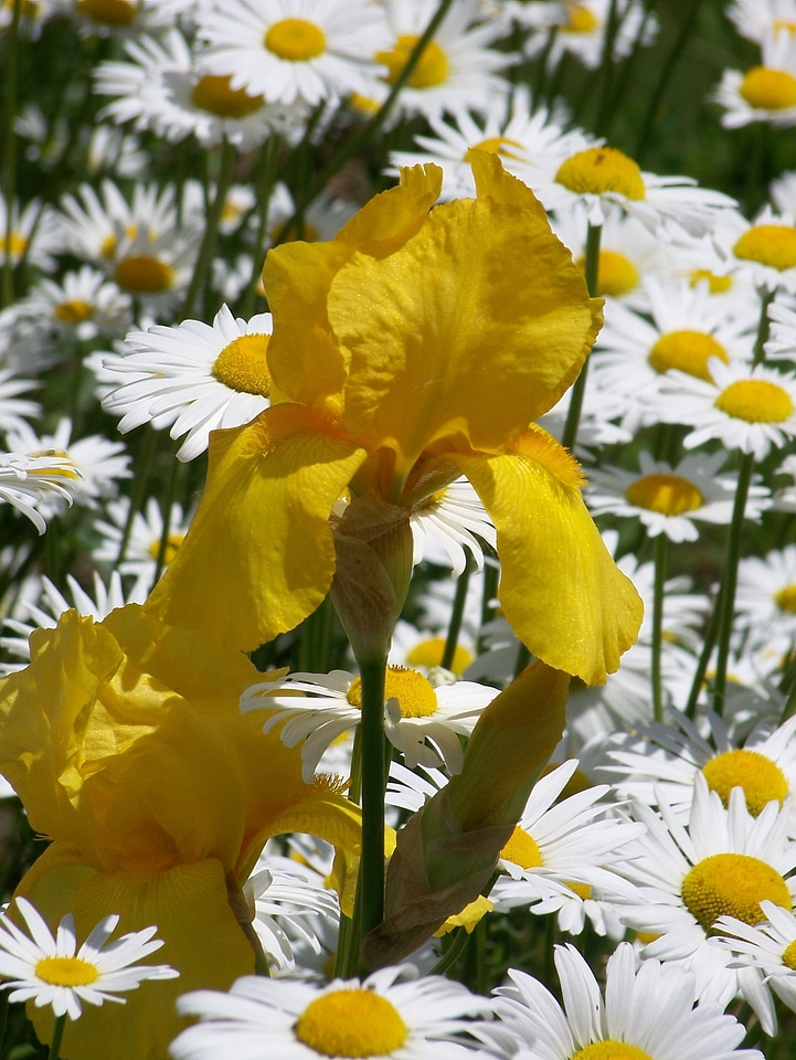 Daisies spring flowers