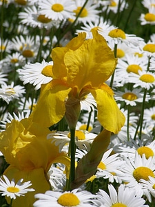 Daisies spring flowers